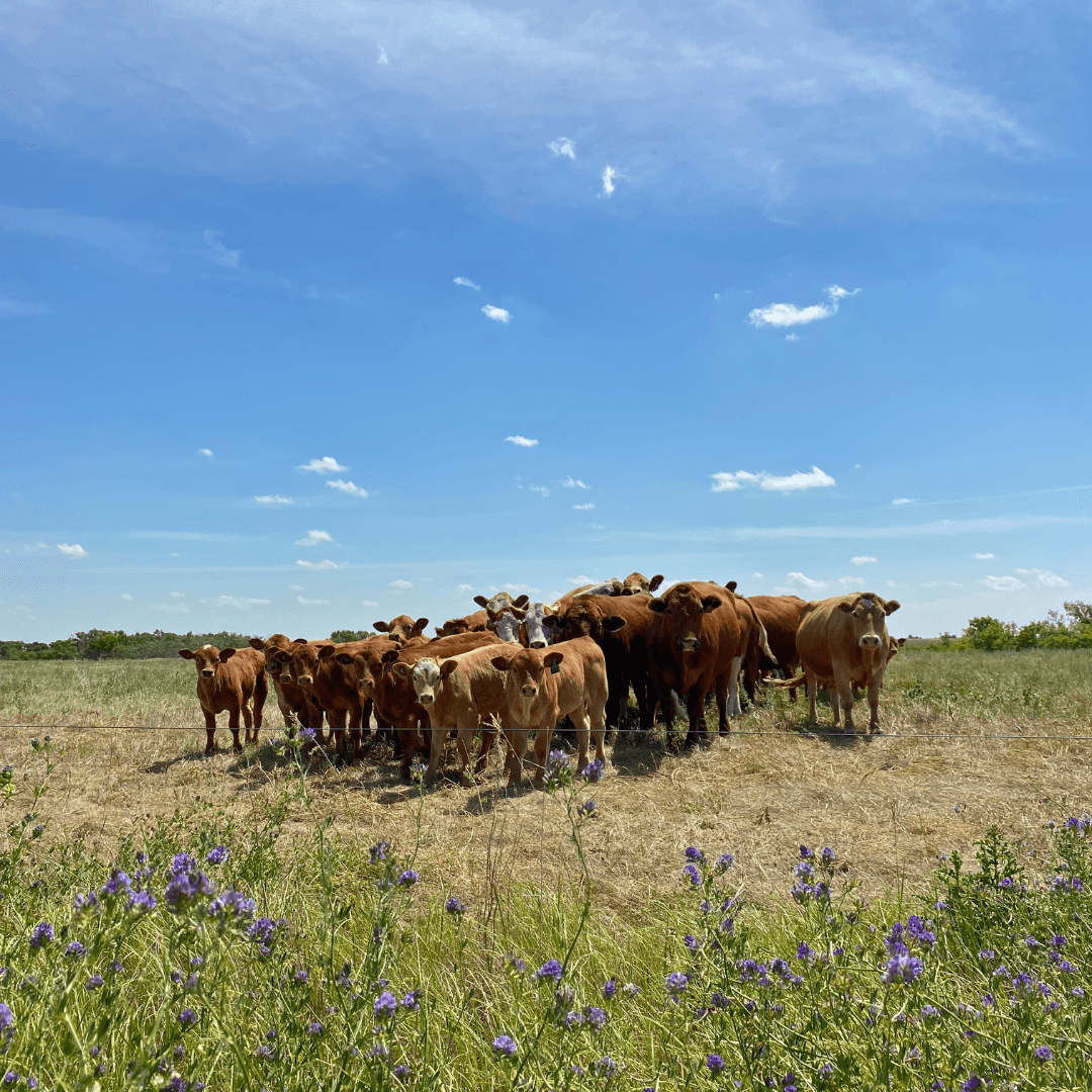 Prevent Bloating While Alfalfa Grazing