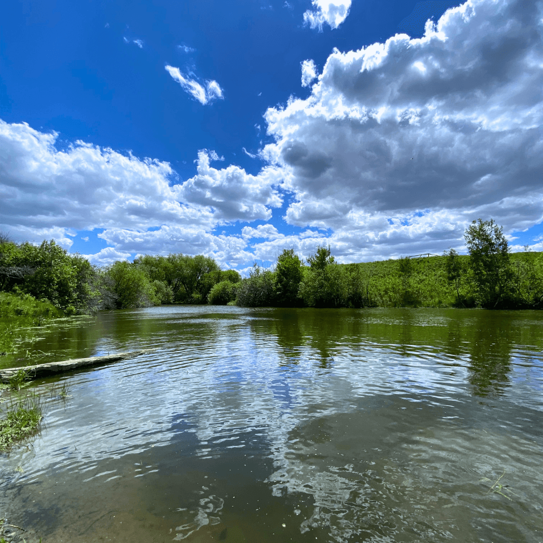 Top Tips to maintain high-quality water for livestock