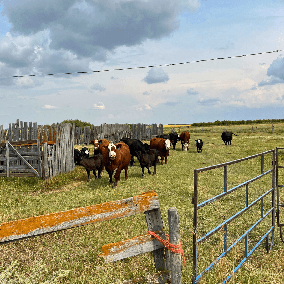 Using IoT on Your Cattle Operation