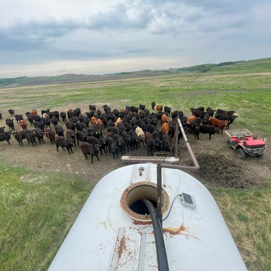 Monitoring Alfalfa Bloat.png