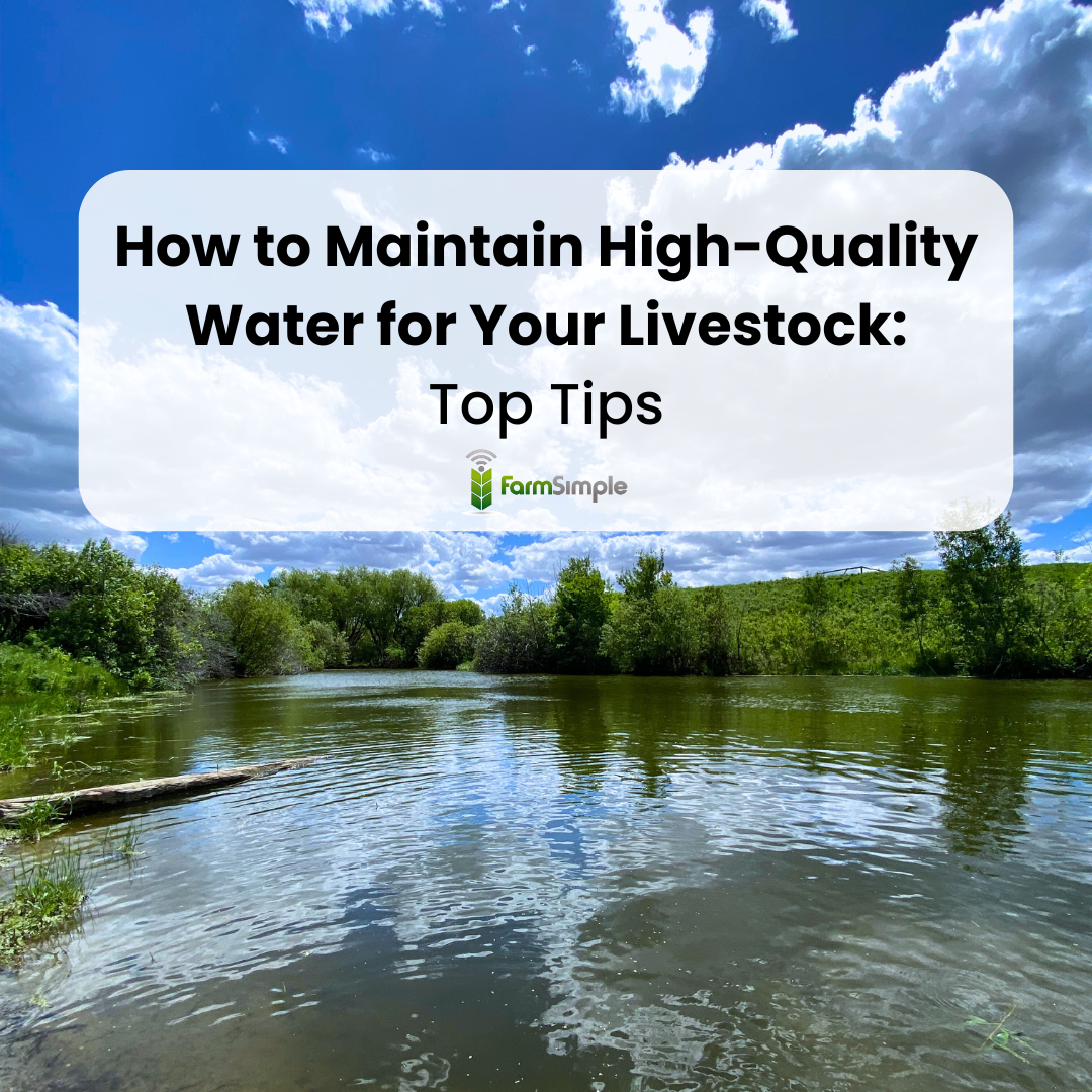 How to Maintain High-Quality Water for Your Livestock.png