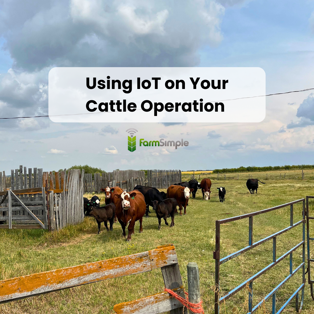 Using IoT on Your Cattle Operation - Header.png